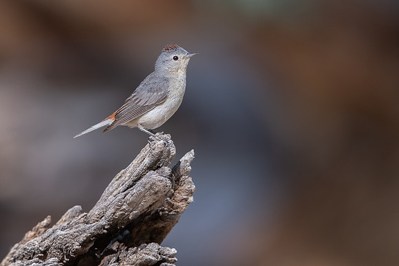 Lucy's Warbler
