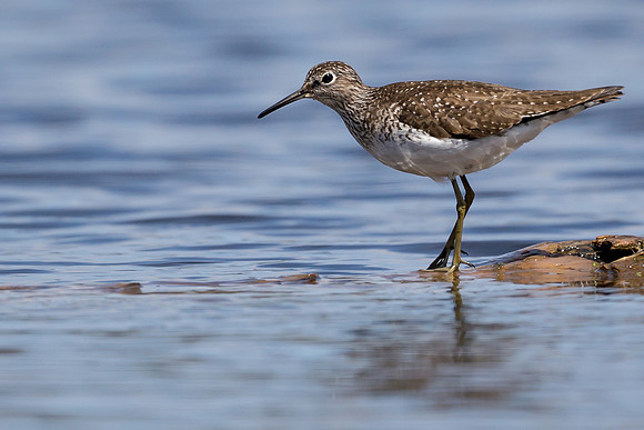 Solitary Sandpiper