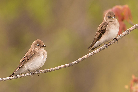 Northern Rough-winged Swallow
