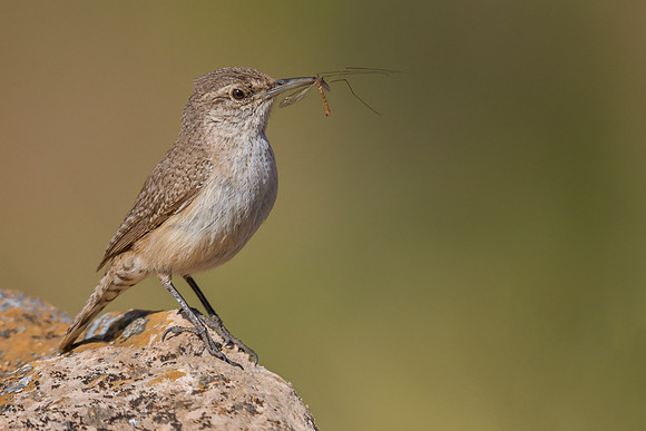 Rock Wren