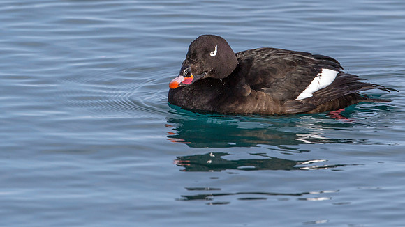 White-winged Scoter