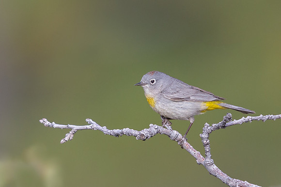 Virginia's Warbler