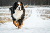 Domestic Animal (1)