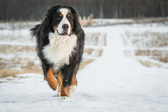 Domestic Animal (1)