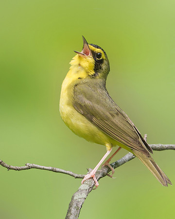 Kentucky Warbler