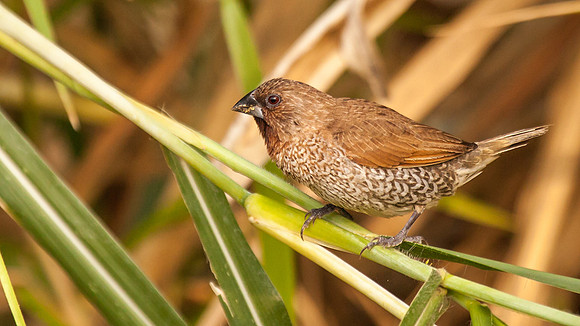 Nutmeg Mannikin (Hawaii Introduced)