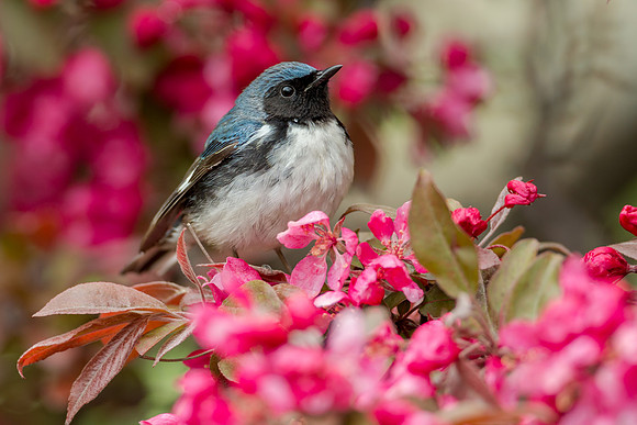 Black-throated blue Warbler