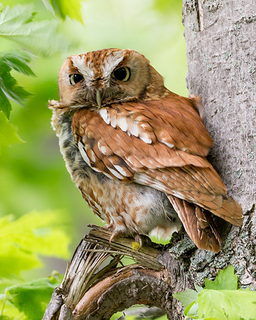 Screech Owl (red)