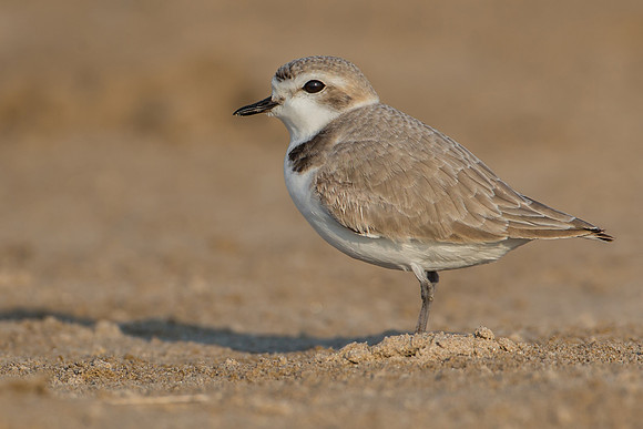 Snowy Plover