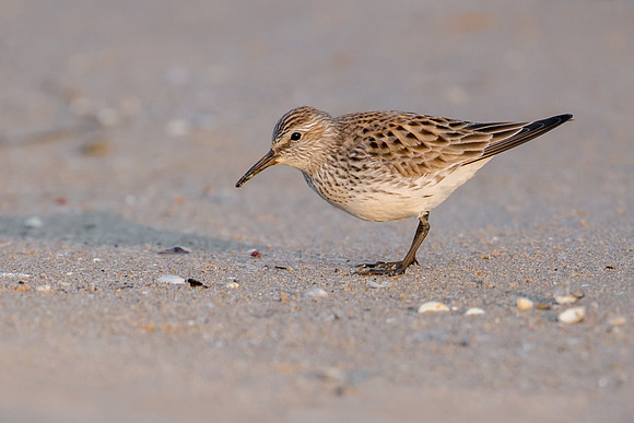 White-rumped Sandpiper