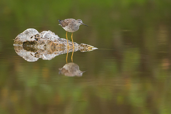 Greater Yellowlegs