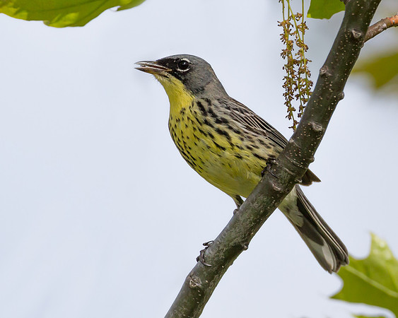 Kirtland's Warbler
