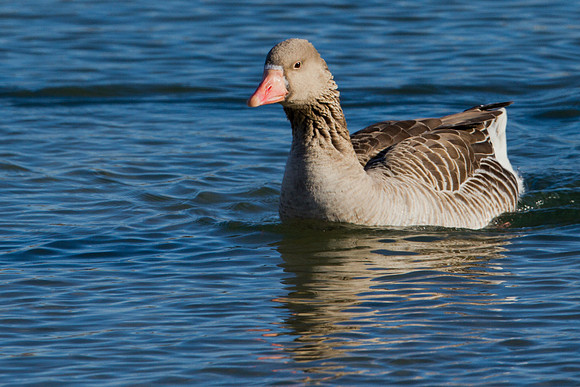 Greater White-fronted Goose