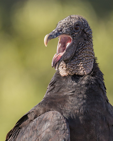 Black Vulture