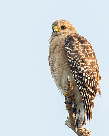Red-shouldered Hawk