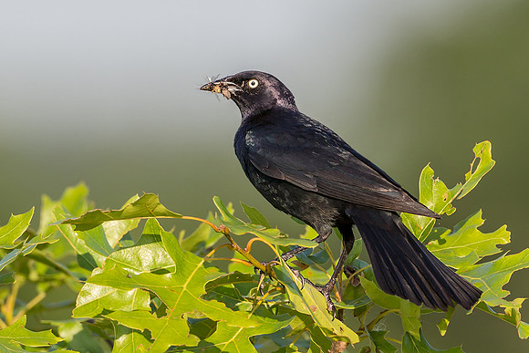 Brewer's Blackbird
