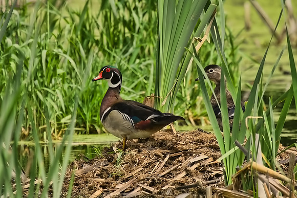 ~ Wood Ducks ~