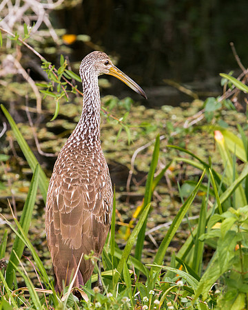 Limpkin