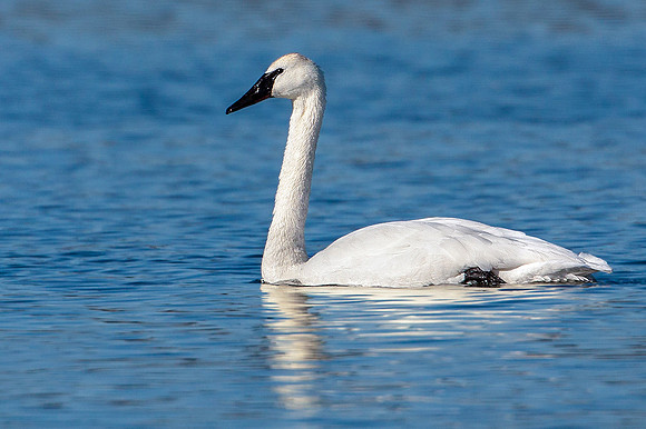 Trumpeter Swan