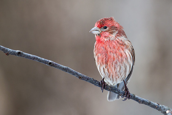 House Finch