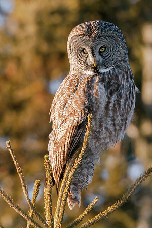 Great Gray Owl