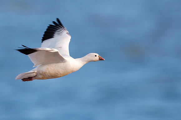 Ross's Goose