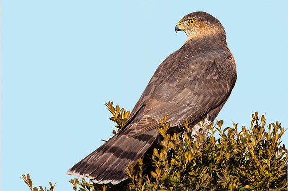 Cooper's Hawk