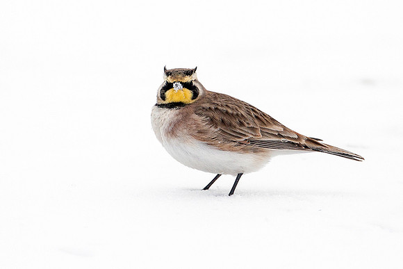 Horned Lark