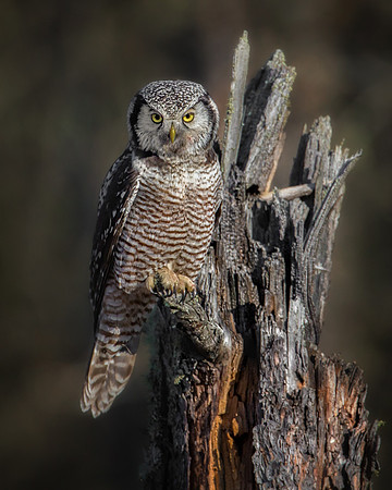 Northern Hawk Owl