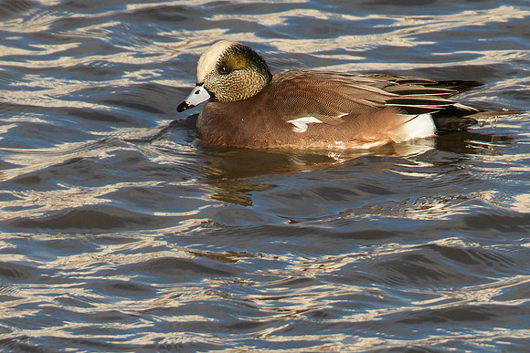 American Widgeon