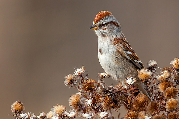 Tree Sparrow