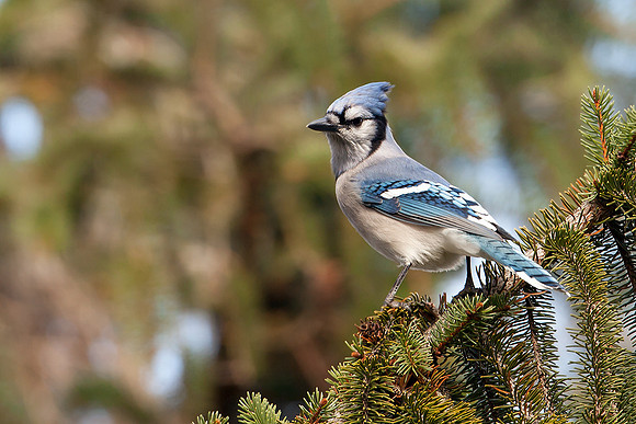 Blue Jay