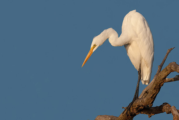 Great Egret