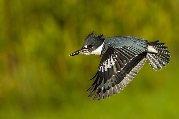 Belted Kingfisher