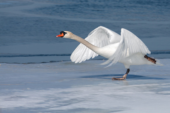 Mute Swan