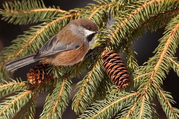 Boreal Chickadee