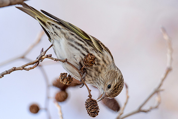 Pine Siskin