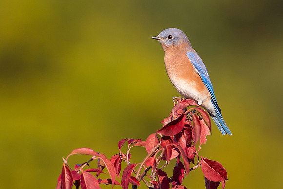 Eastern Bluebird