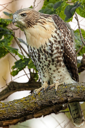 Red-tailed Hawk