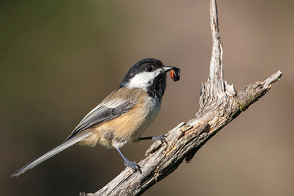 Black-capped Chickadee