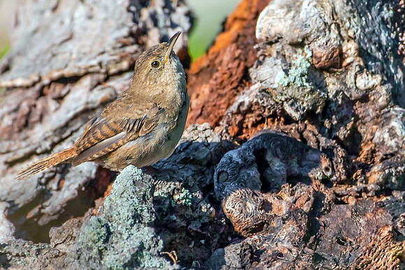 Sedge Wren