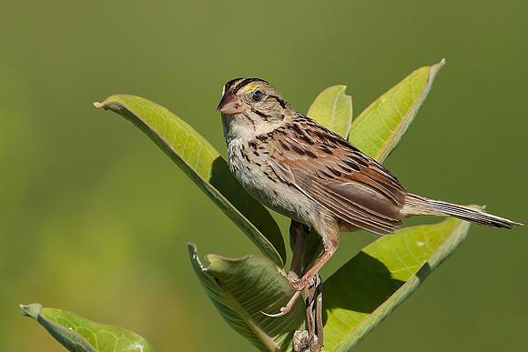 Henslow's Sparrow