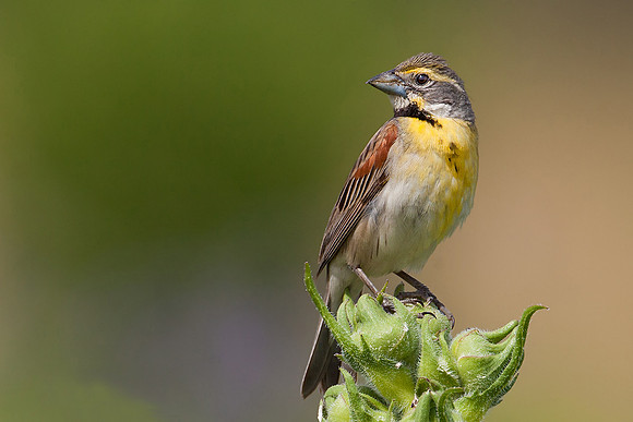 Dickcissel