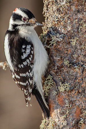 Downy Woodpecker