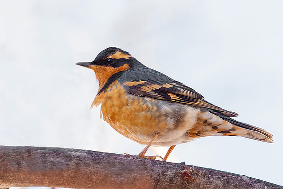 Varied Thrush