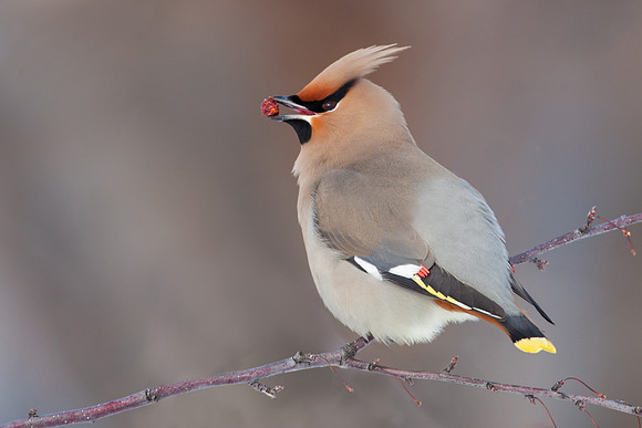 Bohemian Waxwing