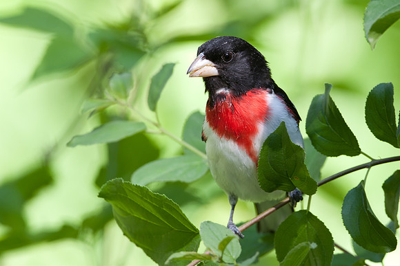 Rose-breasted Grosbeak