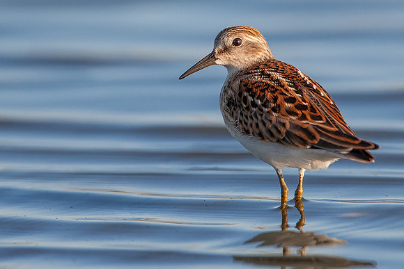 Least Sandpiper