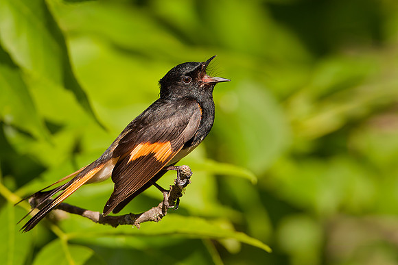 American Redstart