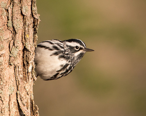 Black and White Warbler